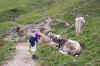 Dcp_1303.jpg (49552 Byte)
